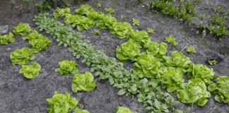 te veel PFAS in voedsel en drinkwater; foto moestuin