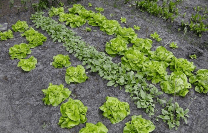 te veel PFAS in voedsel en drinkwater; foto moestuin