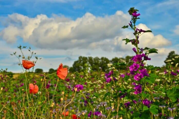 Natuurinclusief beeld van wilde bloemenweide