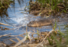 muskusratten