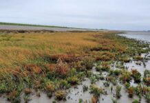 Kwelder Westhoek aan de Friese Waddenkust. (Foto: UT)