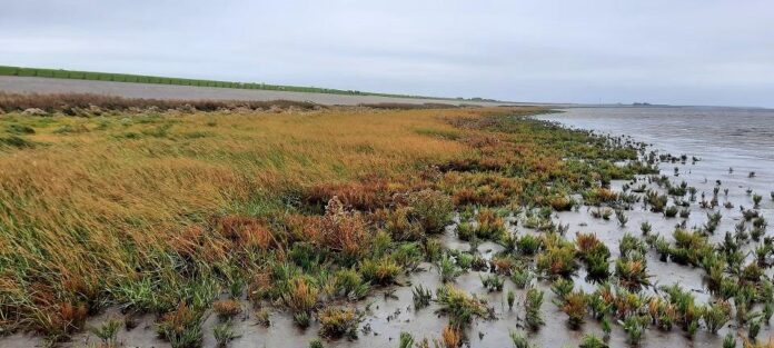 Kwelder Westhoek aan de Friese Waddenkust. (Foto: UT)